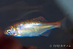 セボシタビラ　Acheliognathus tabira nakamurae