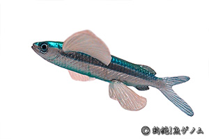 Japanese flyingfish