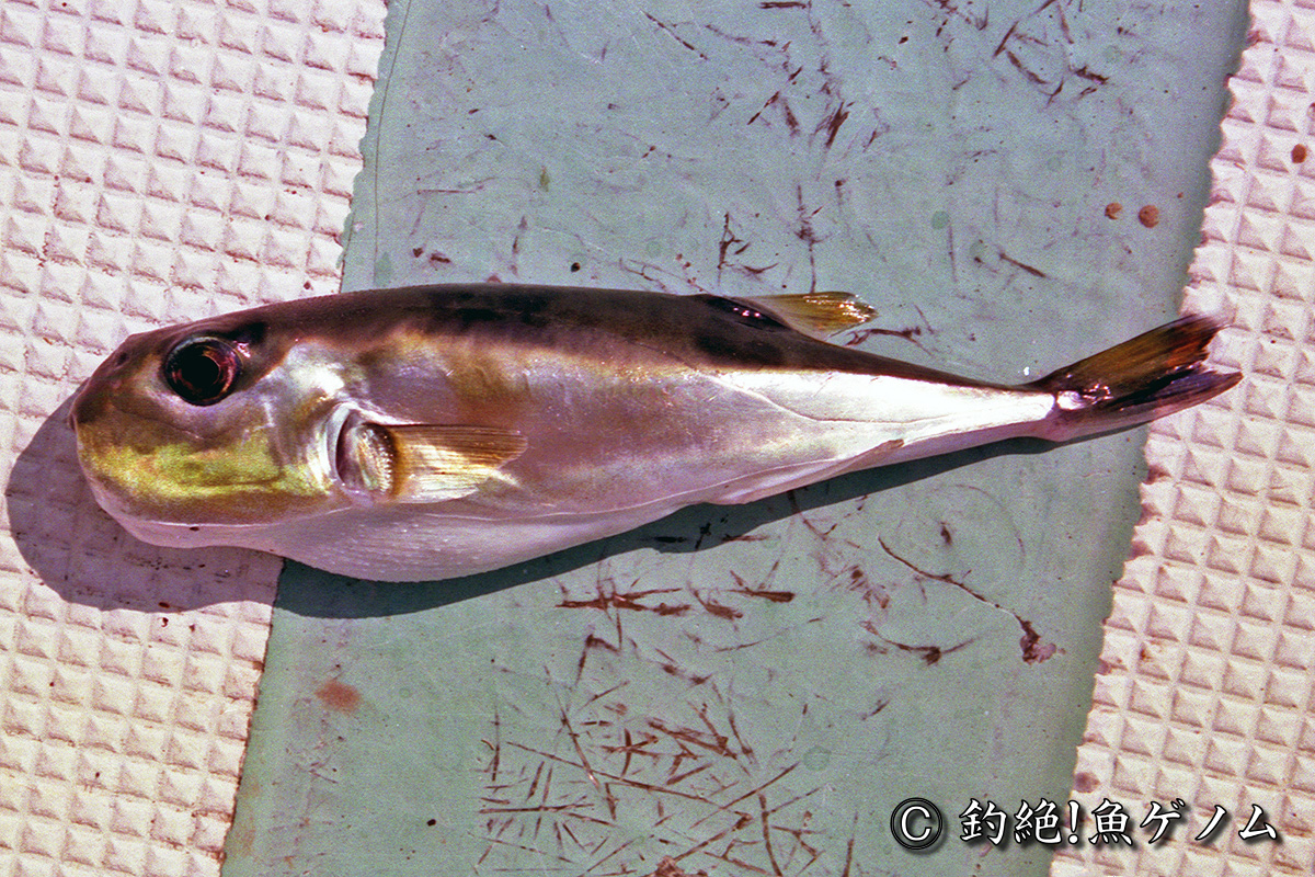 クロサバフグ専門 釣絶 魚ゲノム