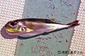 クロサバフグ Lagocephalus gloveri