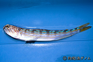 Snakefish
