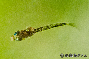 アフリカンランプアイ　Aplocheilichthys normaniの稚魚・仔魚