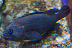 Schiegel's black rockfish