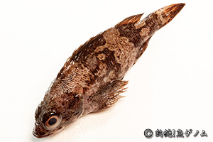 ムラソイ　Sebastes pachycephalus pachycephalus　幼魚