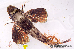ホウボウ Chelidonichthys spinosus