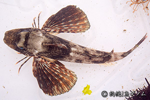 Chelidonichthys spinosus