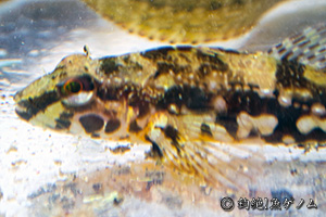 アサヒアナハゼ　Pseudoblennius cottoidesの成魚の頭部