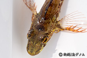 アサヒアナハゼ　Pseudoblennius cottoidesの成魚。