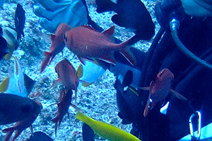 Whitetip soldierfish