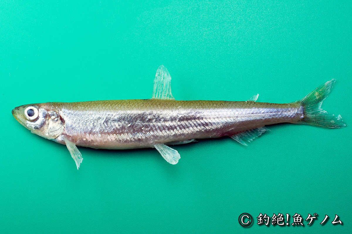 チカ専門 釣絶 魚ゲノム