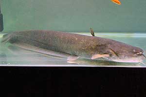 鯰 Parasilurus asotus