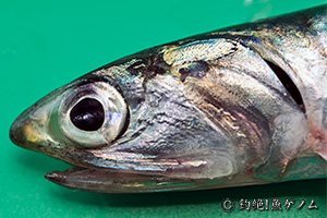 Japanese anchovy