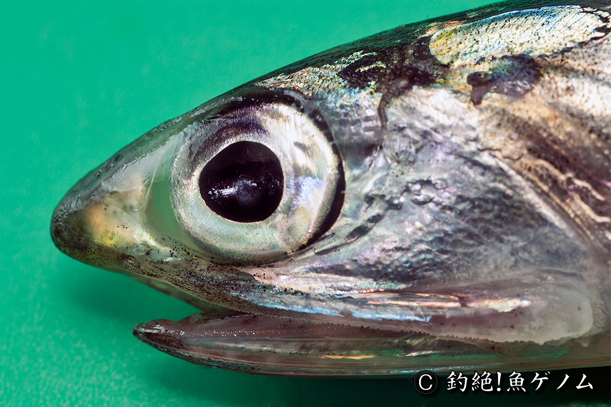 カタクチイワシ専門 釣絶 魚ゲノム