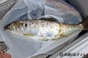 dotted gizzard shad
