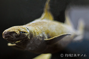 オロシザメ　Oxynotus japonicus
