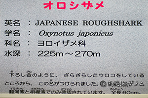 IVU Oxynotus japonicus