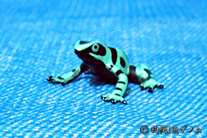 Green poison arrow frog