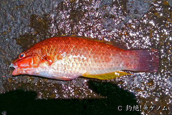 アカササノハベラ　Pseudolabrus eoethinus