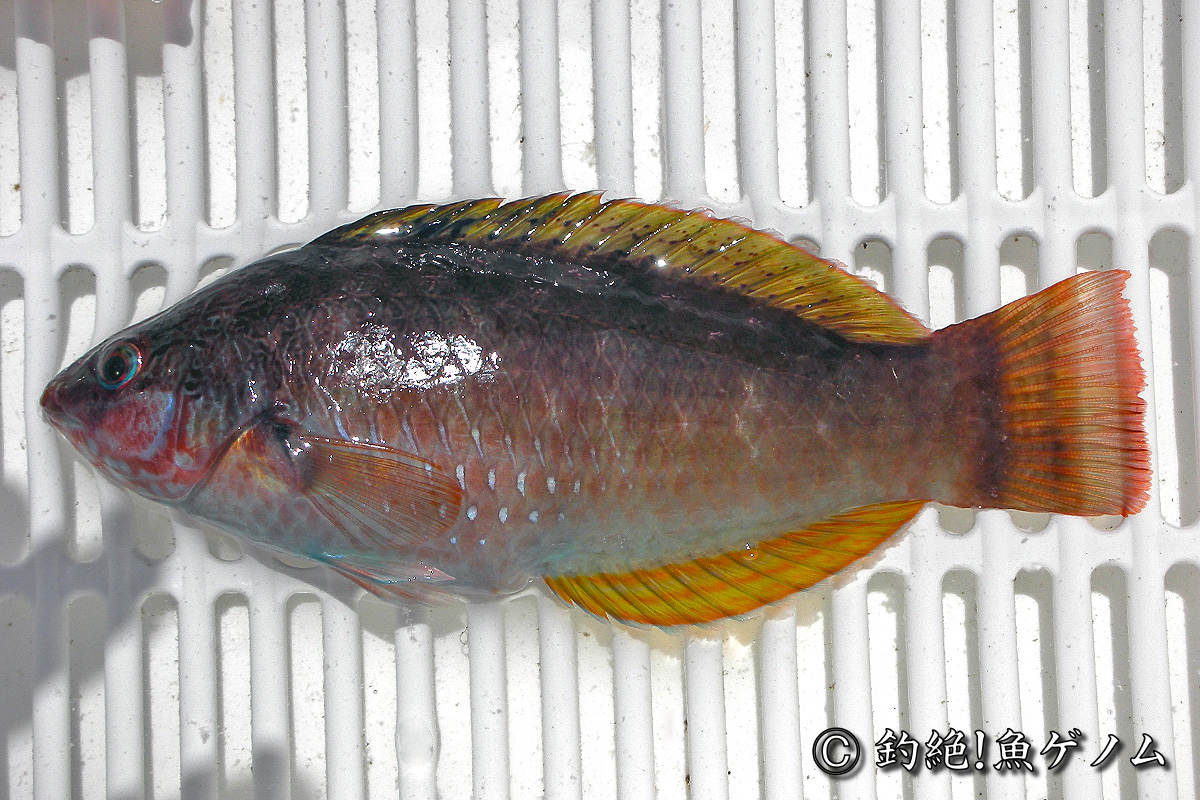 ホシササノハベラ専門 釣絶 魚ゲノム