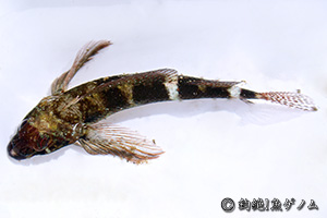 ヘビギンポ Enneapterygius etheostomus