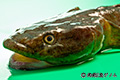 ドロメ　Chaenogobius gulosus