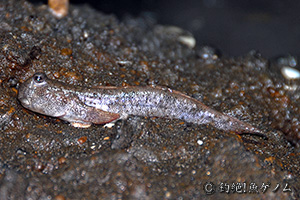 飛沙魚　Periophthalmus modestus