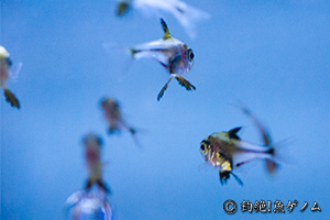 ツマグロハタンポ Pempheris japonica 幼魚
