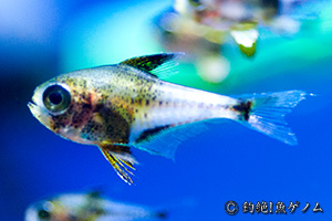 ツマグロハタンポ Pempheris japonica 幼魚