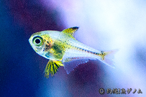 ツマグロハタンポ Pempheris japonica 稚魚