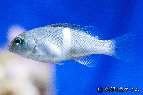 オキナメジナの稚魚