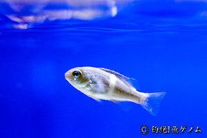 オキナメジナの稚魚の横からの画像