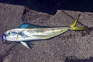 Common dolphinfish
