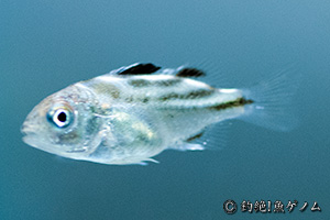 コトヒキ Terapon jarbua　飼育中の稚魚
