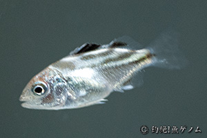コトヒキ Terapon jarbua 稚魚