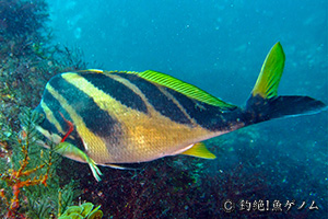 Spottedtail morwong