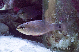 BLACKSPOT CARDINAL FISH