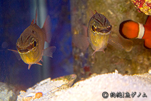 Clown anemonefish & BLACKSPOT CARDINAL FISH