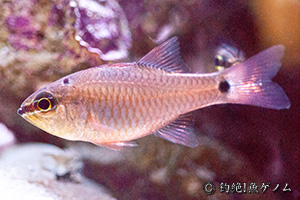 BLACKSPOT CARDINAL FISH