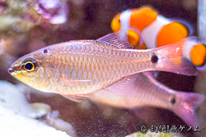 クロホシイシモチ　Apogon notatus(Spotnape cardinalfish)