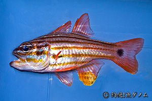 コスジイシモチ　Apogon endekataenia(Candystripe cardinalfish)