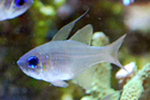 イトヒキテンジクダイ　Apogon leptacanthus(Threadfin cardinalfish 、Zoramia leptacantha)