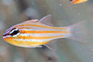 キンセンイシモチApogon properuptus(Southern orange-lined cardinal fish、Apogon properupta)