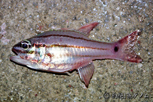 オオスジイシモチ　Apogon doederleini(Doederlein's cardinalfish)