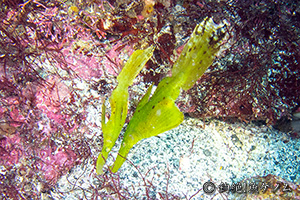 J~\EI Solenostomus cyanopterus