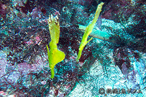 J~\EI Solenostomus cyanopterus